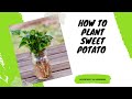 How To Plant Sweet Potato No Dig Method ShedWars Global Gardening 22G
