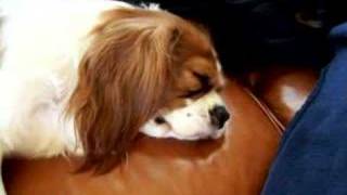 cavalier king charles snoring