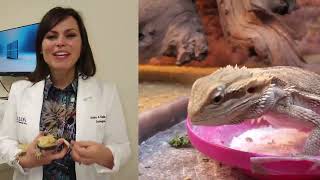 Bearded dragon common behaviors and neurological issues