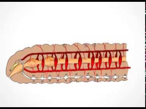 Circulatory system in Cockraoch and Earthworm - YouTube