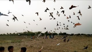 Racing Pigeons Match | Kabootar Ka Kara 2020