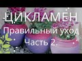 ЦИКЛАМЕН. ПРАВИЛЬНЫЙ УХОД. ЧАСТЬ 2.