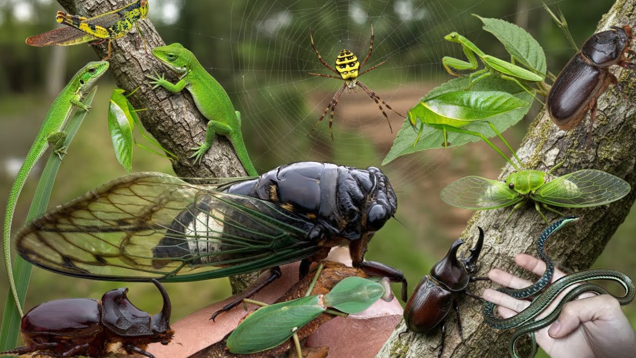 the most beautiful wild insects around us