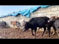سلاو ھاورێیان ٣٩ سەر جوانەگای سەرعی بۆ فرۆشتن ٧١ ٣٠ ٧٩٥ ٠٧٥٠