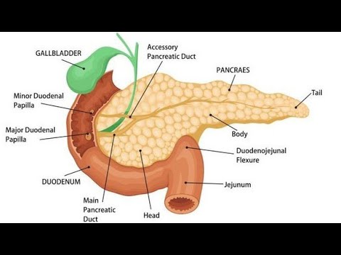 Pancreas Diagram Stock Illustrations – 4,278 Pancreas Diagram Stock  Illustrations, Vectors & Clipart - Dreamstime