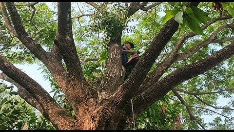 Cưa cây còng siêu to , Siêu nhánh ,Cưa cây kỹ thuật cao