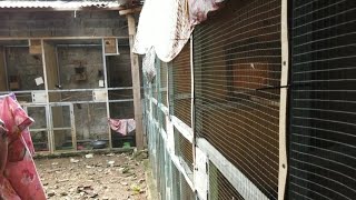 ternak murai batu di belakang rumah ~ awalnya iseng, kini panen 25 ekor tiap bulan