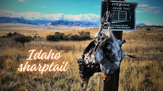 Roadtrip Pitstop- Idaho Sharptail Grouse