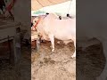 Mashallah❣️ ,,,,,,,, #cowvibes #shoqeenloog #foryou #viral #ytshorts #1millionviews