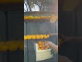 The Richest Kind of Abundance #shorts #homesteadlife