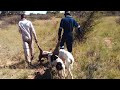 GREYHOUND DOGS 2023 HUNTING IN AFRICA p55