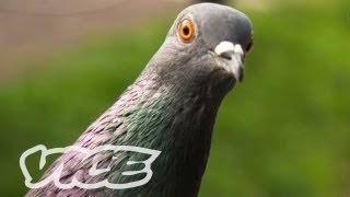 Chinas Millionaire Pigeon Racers (Part 1/3) Resimi