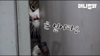 Судьба бездомного кота, который умолял, чтобы открыть дверь каждый день