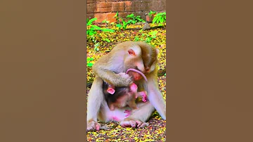 Mom Kick Baby Like Ball Cuz She Is Really Hard To Discipline Hybrid Baby Monkey 