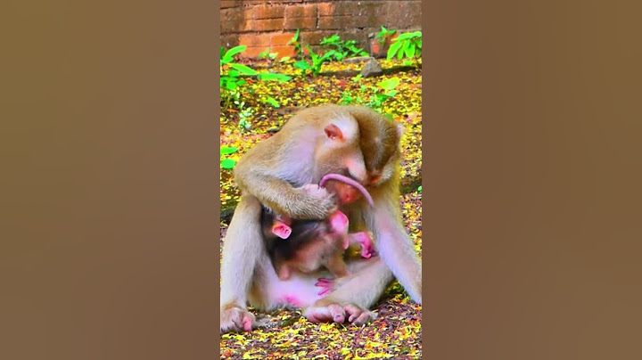 Mom kick baby like ball Cuz she is really hard to discipline hybrid baby #monkey