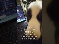 犬の前で仕事をすると危険な理由 #大型犬のいる生活 #大型犬 #ボーダーコリー #犬 #shorts #shortvideo #dog #bordercollie #dogs #犬のいる生活