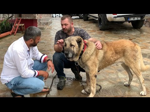 SERBÜLENT ÖZGİRAY KANGAL NASIL OLUR BARON GERÇEK BİR KANGAL