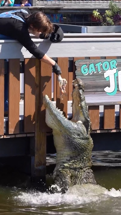 Lyle the Nile Crocodile! #gatorland #crocodile #nilecrocodile - YouTube