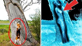 Police Dog Kept Barking At Tree Non Stop  WHAT THEY FOUND INSIDE SHOCKED EVERYONE