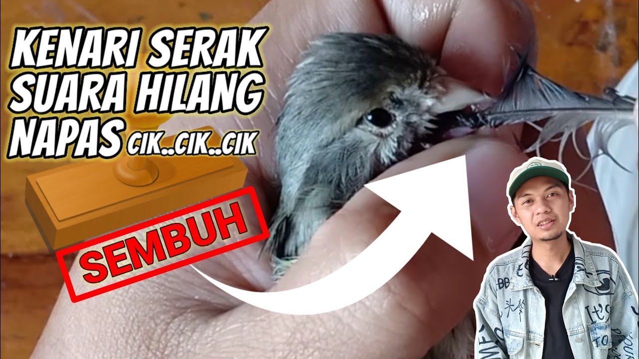 Cara jitu menyembuhkan KENARI SERAK atau SUARA HILANG