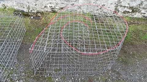 BEST PHEASANT TRAP
