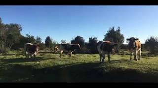 Loteo Parque Panitao, Puerto Montt, Los Lagos, Chile.