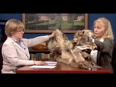 4/13/18 Coydogs, Coyotes