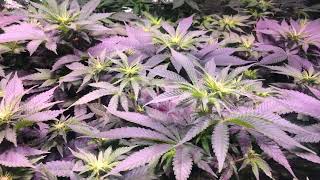 4x8 LED grow tent week 5