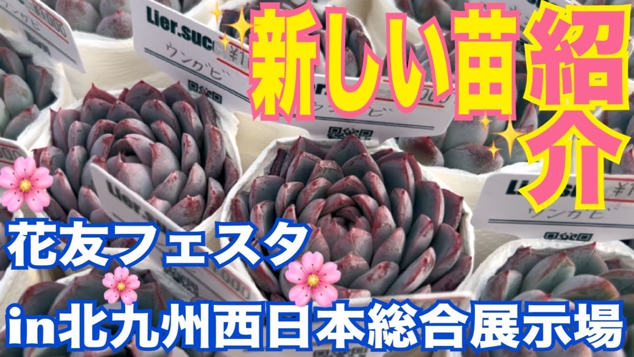 ✨新しい苗😍紹介❗️花友フェスタin北九州西日本総合展示場🌸【多肉植物】【ガーデニング】2025年11月24日