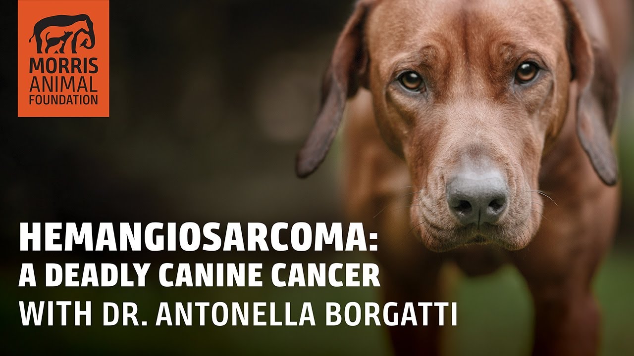 Hemangiosarcoma What Every Dog Owner Needs To Know And Research