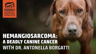 Hemangiosarcoma: What Every Dog Owner Needs to Know and Research Insights