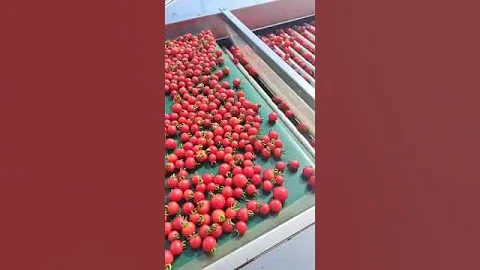 Cherry Tomato Grading Machine Automaticlly Sorting