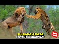 Singa Raja Pemangsa vs Harimau Kelaparan Akhirnya Bertarung! Siapa Penguasa Hutan Sebenarnya?