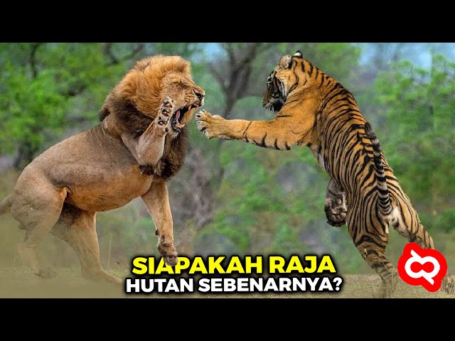 Singa Raja Pemangsa vs Harimau Kelaparan Akhirnya Bertarung! Siapa Penguasa Hutan Sebenarnya? class=