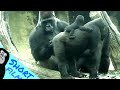 #ASMR #Gorilla #ゴリラ | D&#39;jeeco Family 🦍Wonderful short film【#金剛猩猩】 #2022/1426 #動森猩聞 |Taipei Zoo 臺北動物園