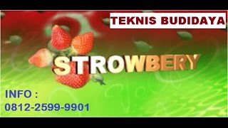 Paket Pupuk Budidaya Strawberry 1000 m2 POWER NUTRITION SUPERNASA POCNASA HORMONIK