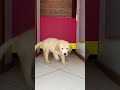 This puppy outsmarted his owners…😂