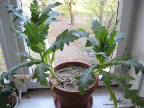 Видео: Отглеждане на коча билка от семена: Научете за размножаването на коча билка от семена