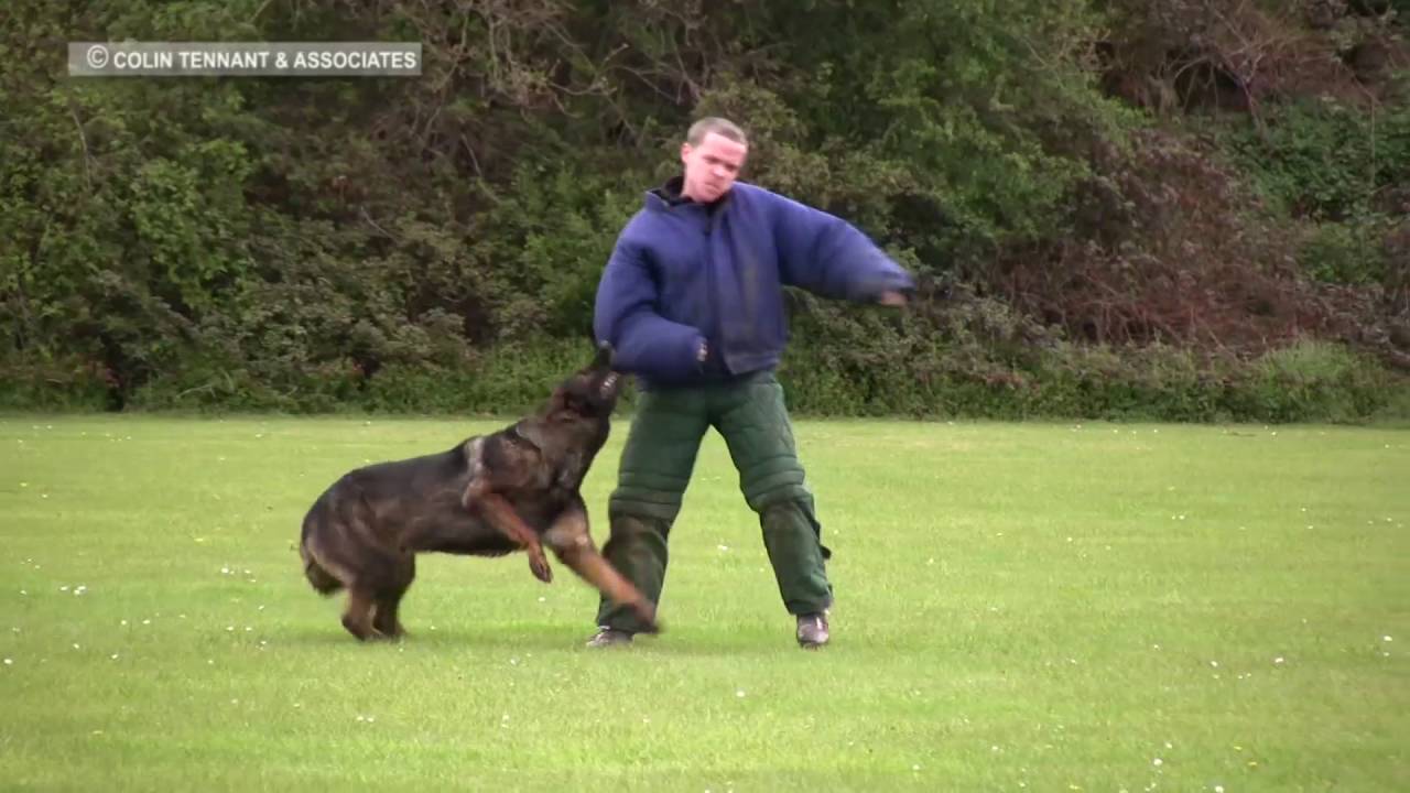 k9 dog training