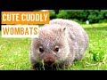 Cuddly baby wombat compilation