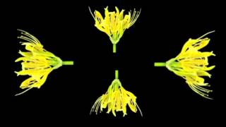 Time Lapse Flowers Blooming, Holographic Animation For Use With HoloQuad MMD