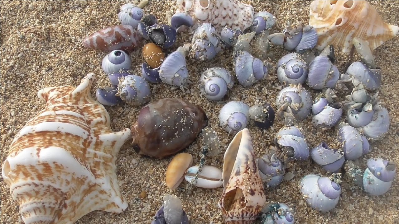 Explore the beach looking for beautiful shells - YouTube