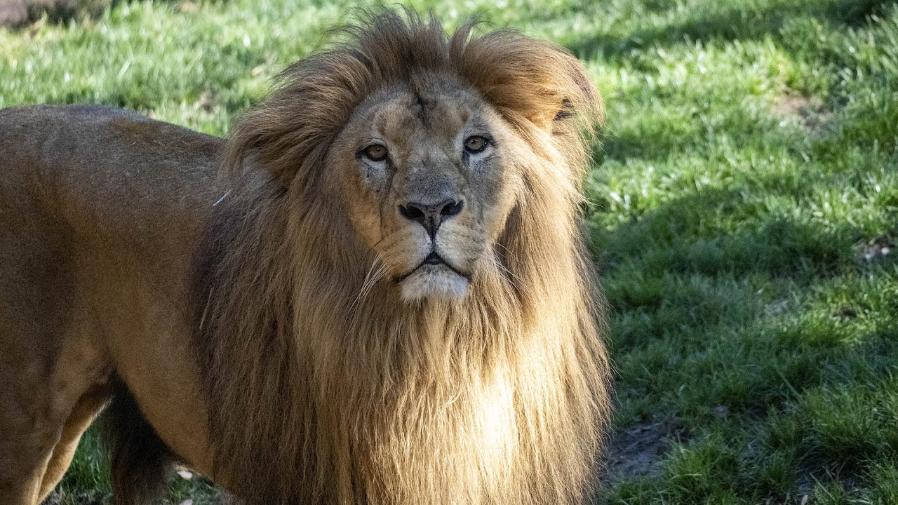 BIOPARC Valencia interviene con éxito al imponente león Lubango