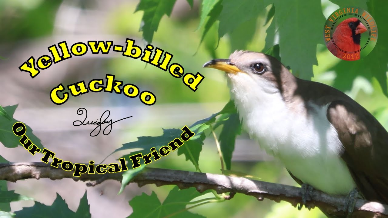 Our Tropical Yellow-billed Cuckoo Friend (Rain Crow) 