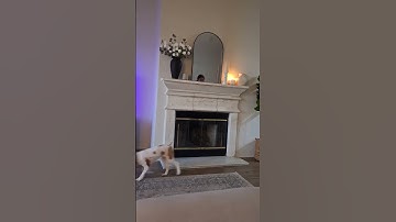 Never Put Dog Toys On The Mantle || ViralHog