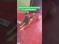 Dog funny ! #funnyshorts#ytshorts#youtubeshorts#viralshorts#viralvideo#trending#dogs#dogfunny