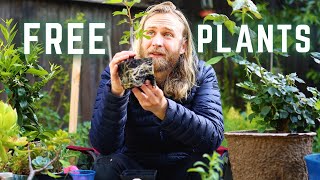 How to Grow FREE PLANTS from Your Own Garden Cuttings