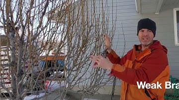 Case Study: Maintenance Pruning a Mature Pear Tree
