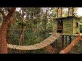Building The Most Bamboo Tree House