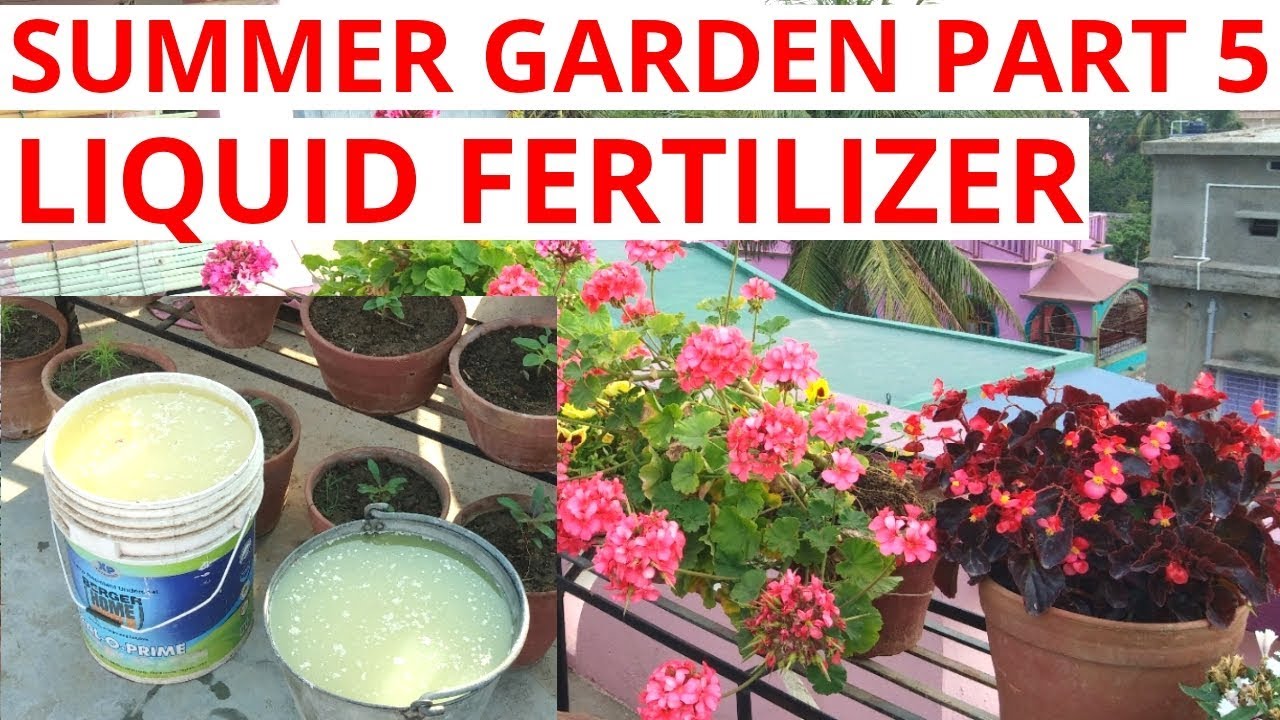 Liquid mustard cake fertilizer for summer flower, summer garden part 5